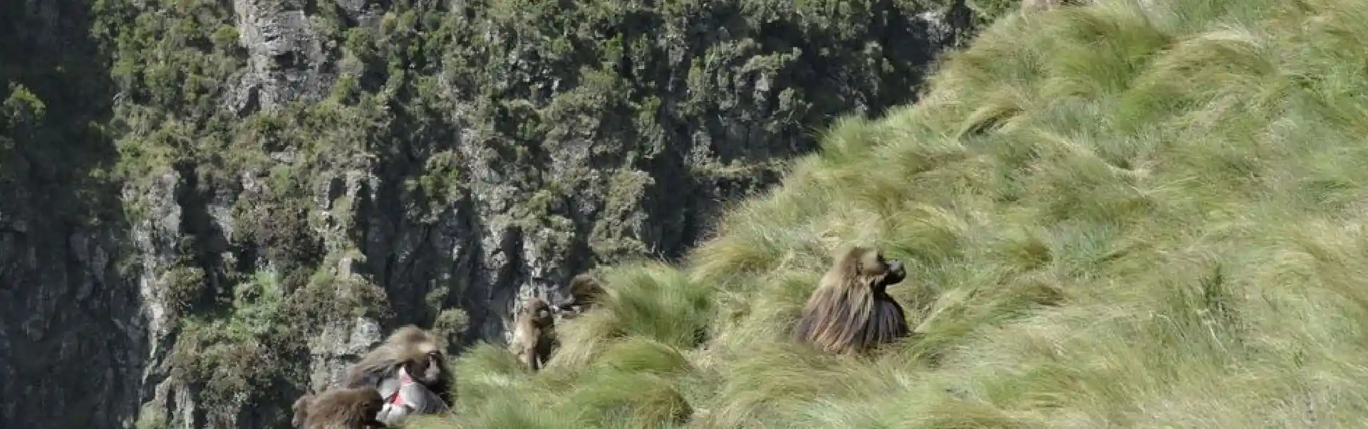  Menze Guassa Eco Trekking Tour ETHTH06